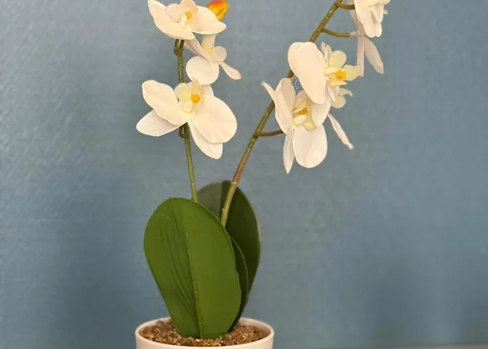 Chic De La Rochelle, Proche Commerces